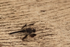 Brachythemis leucosticta