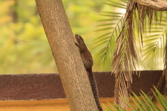 Heliosciurus gambianus