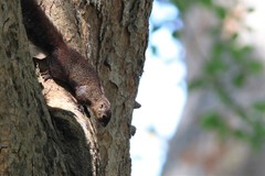 Heliosciurus gambianus