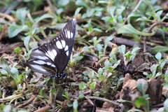 Pseudacraea lucretia
