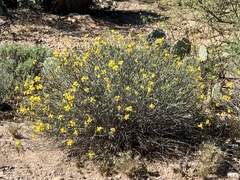 Psilostrophe cooperi