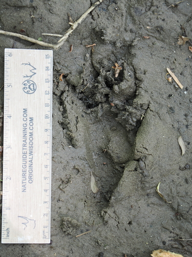 Raccoon Tracks – NatureTracking