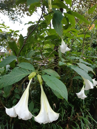Brugmansia suaveolens