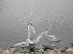 Larus glaucoides thayeri