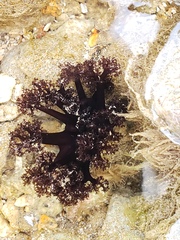 Holothuria cinerascens