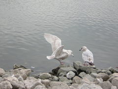Larus glaucoides