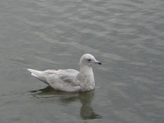 Larus glaucoides