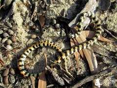 Homoroselaps lacteus