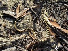 Homoroselaps lacteus