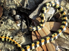 Homoroselaps lacteus