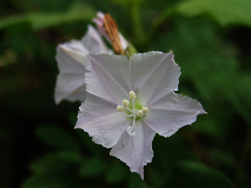 Jacquemontia paniculata (Jacquemontia paniculata)