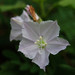 Jacquemontia paniculata - Photo (c) 葉子, μερικά δικαιώματα διατηρούνται (CC BY-NC), uploaded by 葉子