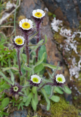 Erigeron humilis