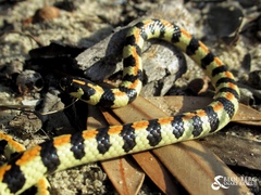 Homoroselaps lacteus