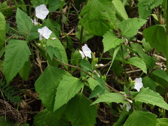 Jacquemontia paniculata