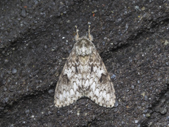 Lymantriinae