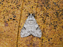 Lymantriinae