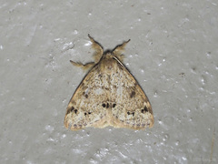 Lymantriinae
