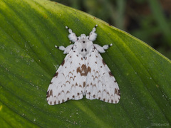 Lymantria brunneiplaga