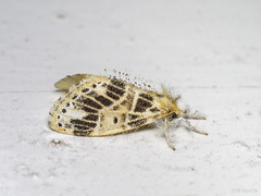 Medama megerata