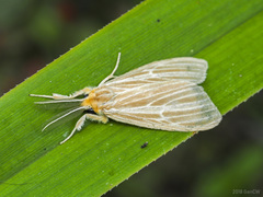Lymantriinae
