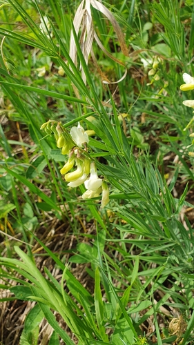 Image of Lathyrus pallescens by (c) Анна Митрошенкова, some rights reserved (CC BY)