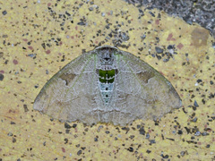 Arctornis heteroides