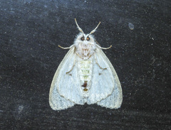 Lymantriinae