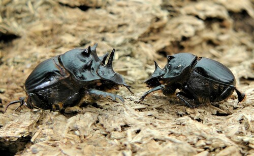 Onthophagus pentacanthus