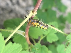 Nymphalini