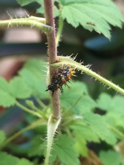 Nymphalini