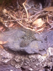 Sceloporus anahuacus