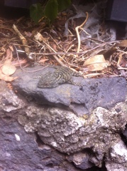 Sceloporus anahuacus