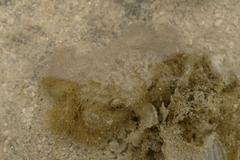 Pilumnus vespertilio