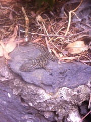 Sceloporus anahuacus