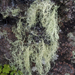 Ramalina australiensis - Photo Ningún derecho reservado, subido por Peter de Lange