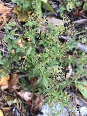 Galium valantioides