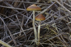 Psilocybe azurescens
