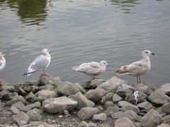 Larus glaucoides