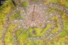 Heteropoda davidbowie