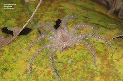Heteropoda davidbowie