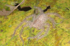 Heteropoda davidbowie