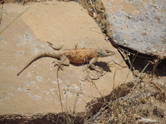 Agama bibronii