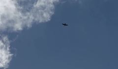 Petrochelidon pyrrhonota