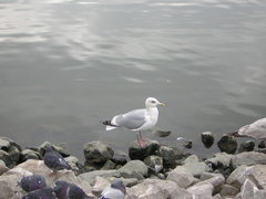 Larus glaucoides thayeri
