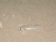 Stenodactylus petrii