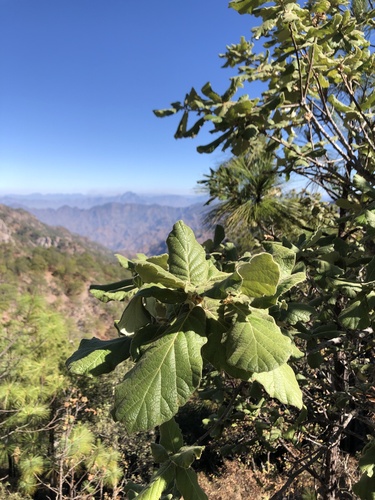 Quercus huicholensis