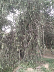 Melaleuca citrina