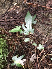 Aristolochia cucurbitifolia
