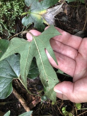 Aristolochia cucurbitifolia